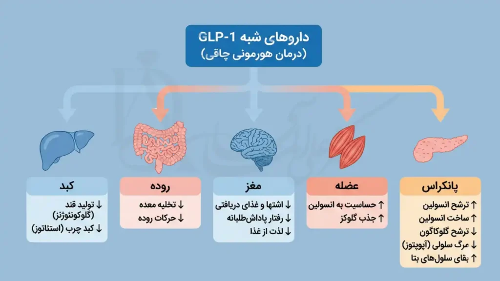 اینفوگرافی نشان دهنده عملکرد و تاثیر داروهای ضد هورمون چاقی