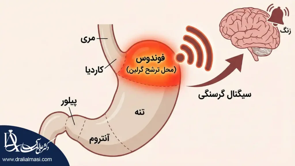 فوندوس معده محل اصلی ترشح هورمون گرلین و ارسال پیام گرسنگی به مغز